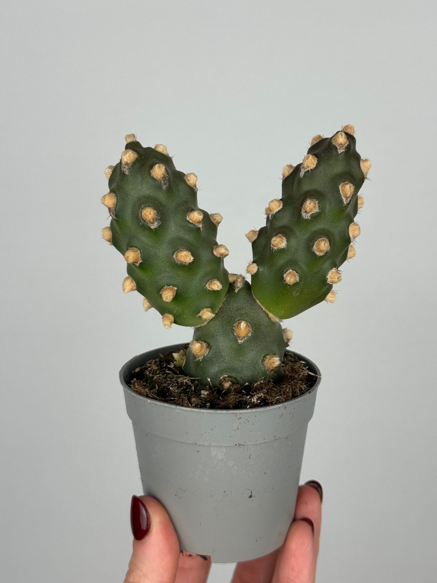 Tephrocactus molinensis