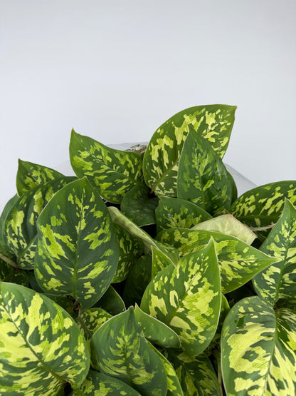 Homalomena wallisii 'Camouflage' Homalomena Tropical Corner