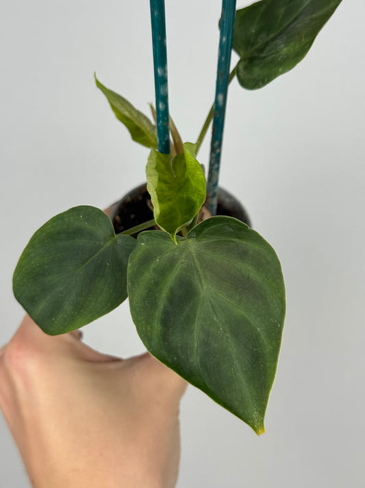 Philodendron El Choco Red | Ash