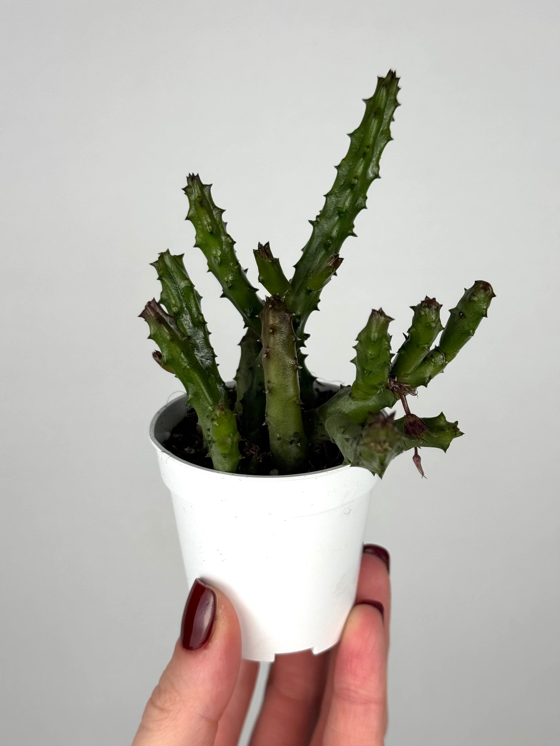 Stapelia Huernia Pendurata