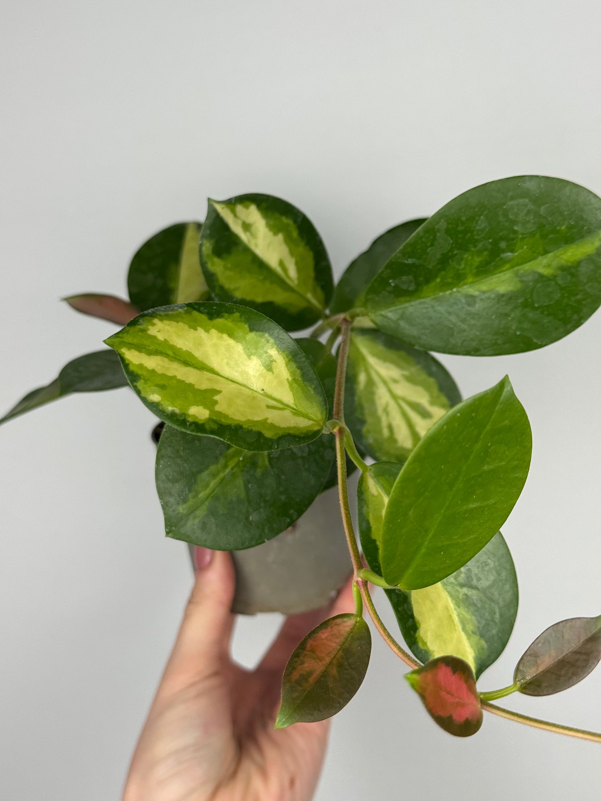 Hoya Australis “Lisa”