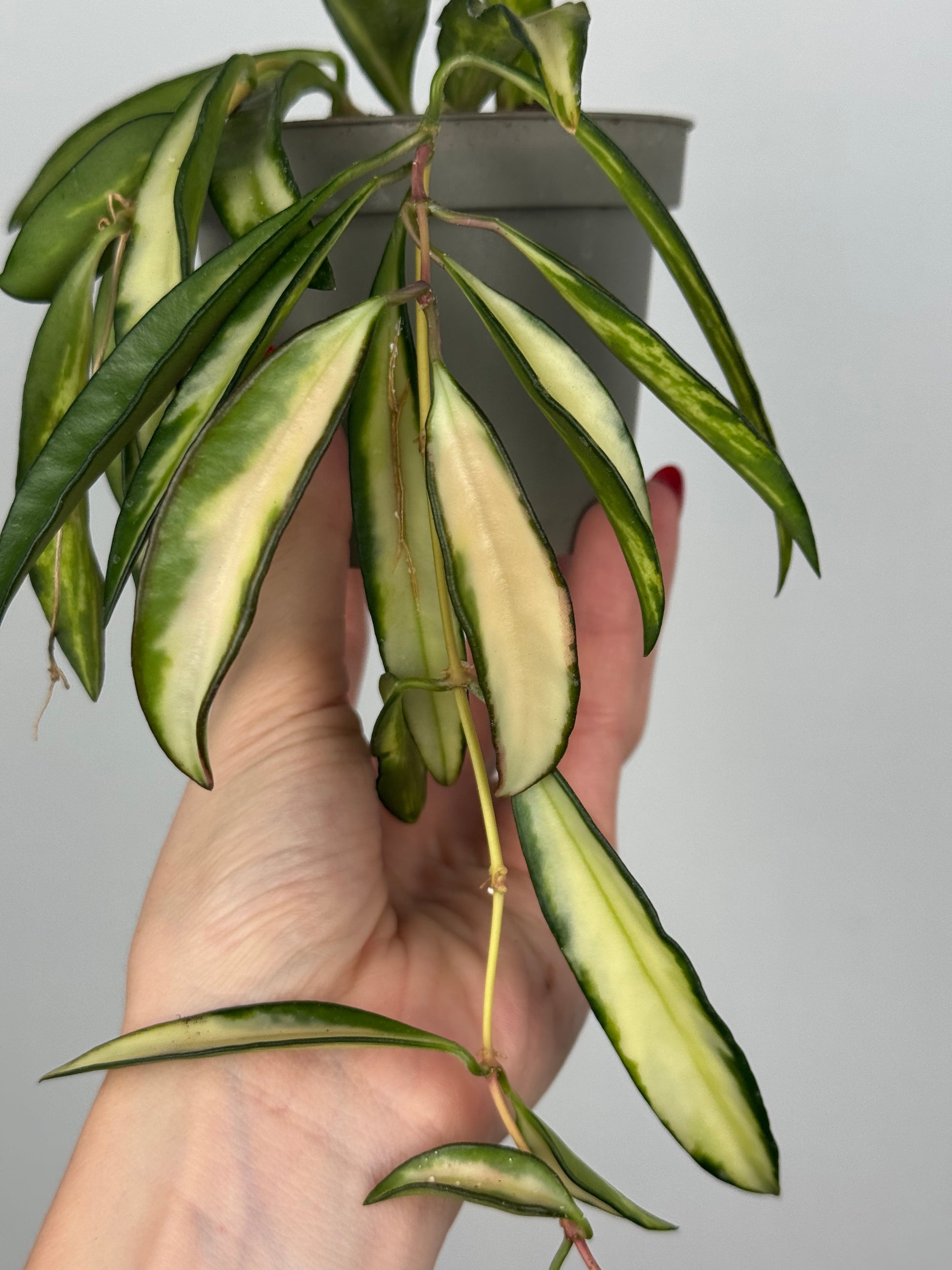 Hoya Wayetii 'Tricolor'