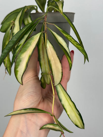 Hoya Wayetii 'Tricolor'