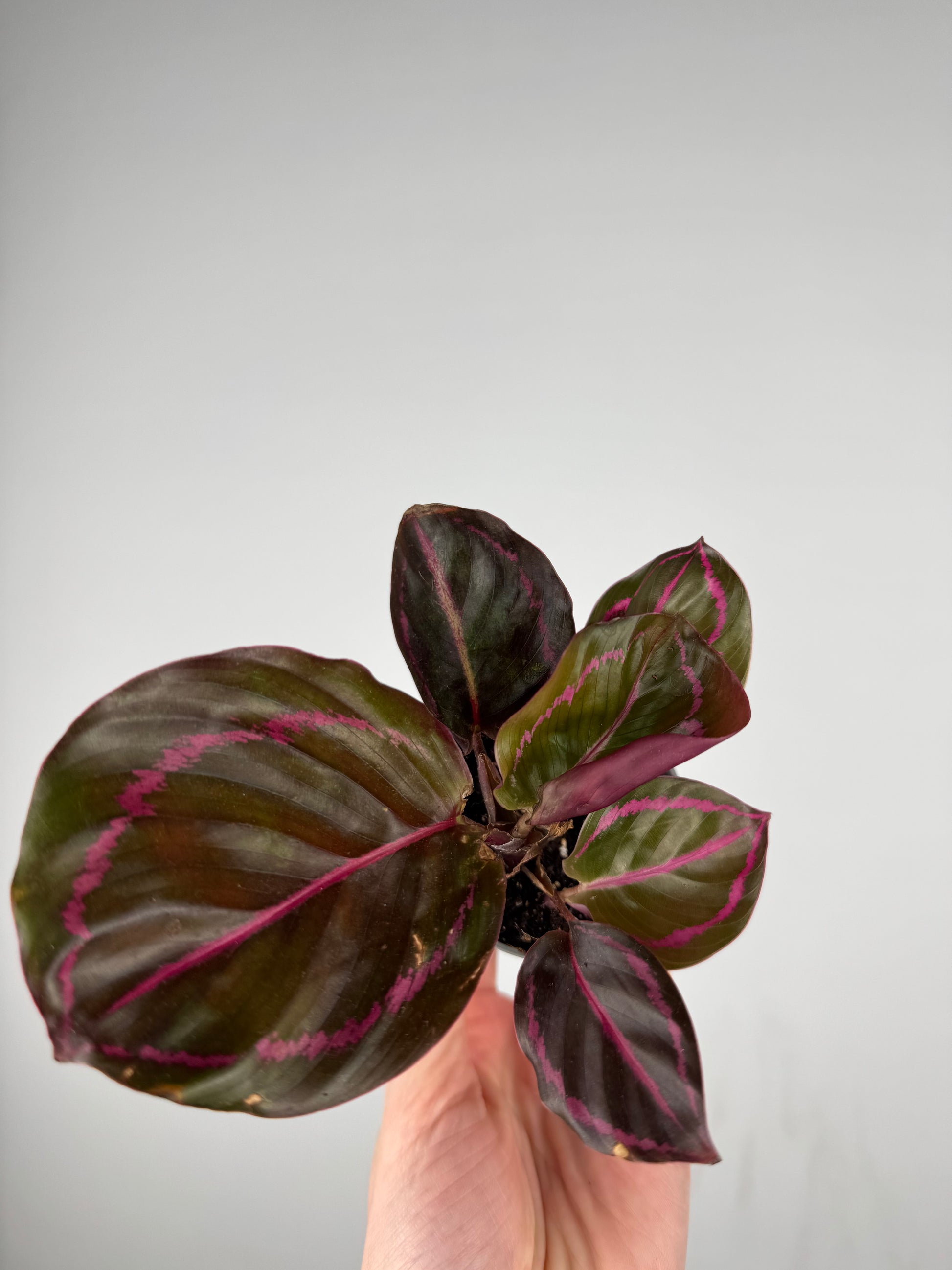 Calathea Roseopicta “Dottie” | Katia