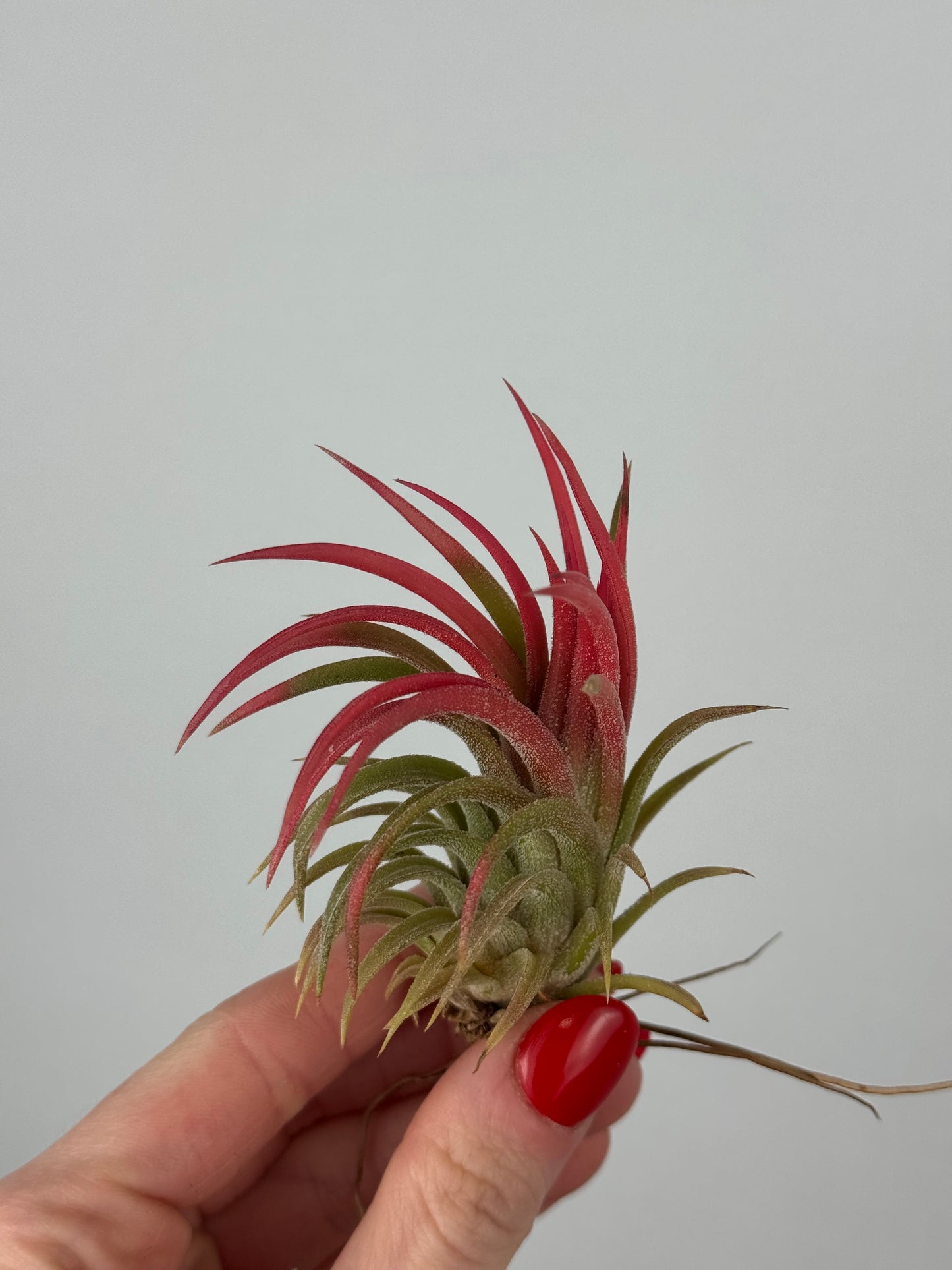 Tillandsia ionantha