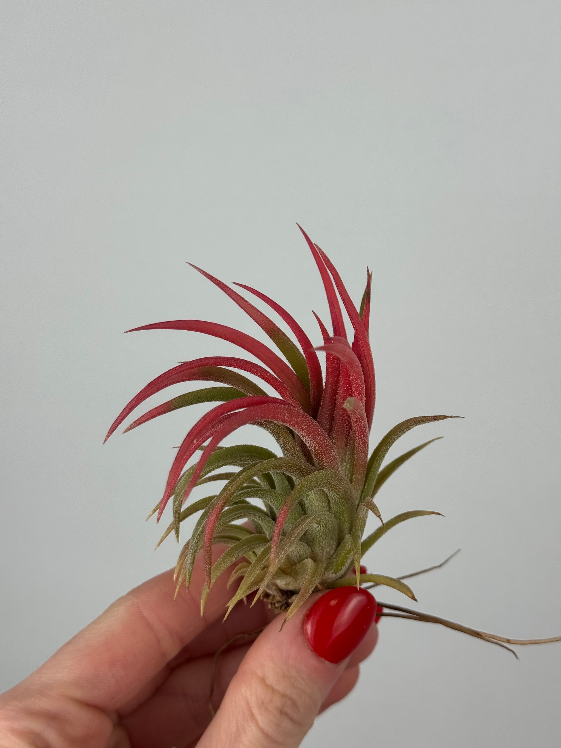 Tillandsia ionantha
