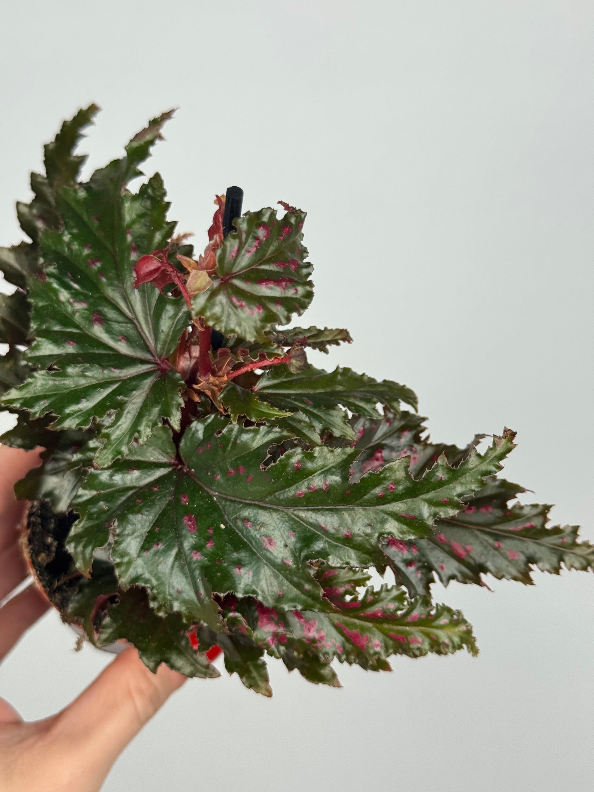 Begonia Serratipetala