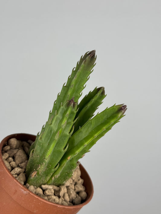 Stapelia Hirsuta