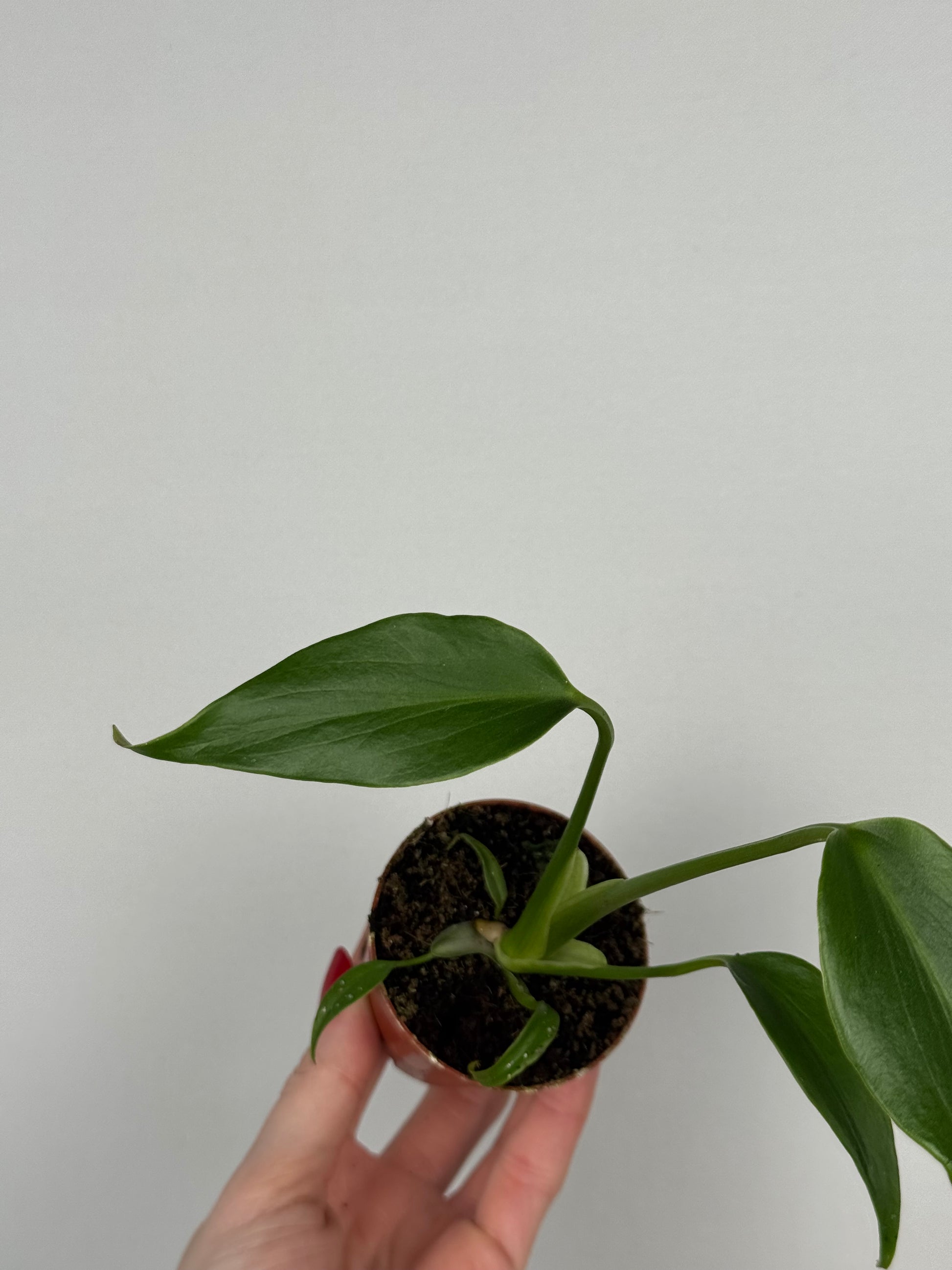 Monstera Burle Marx Flame