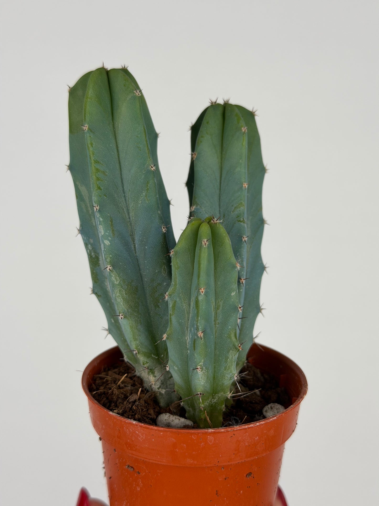 Myrtillocactus geometrizans