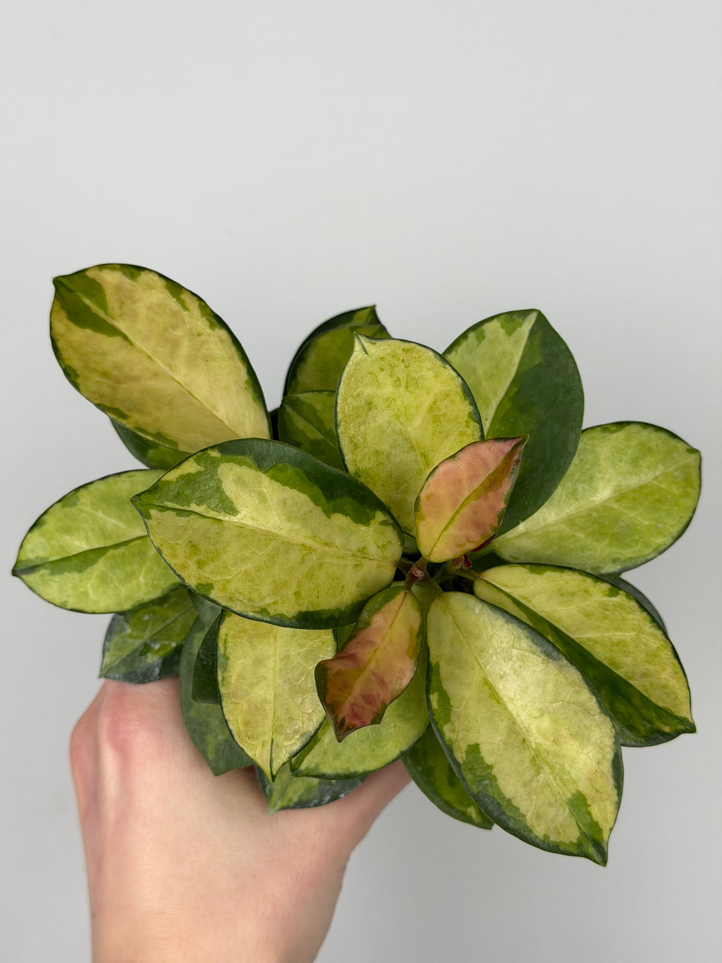 Hoya Australis 'Lisa' Hoya Tropical Corner