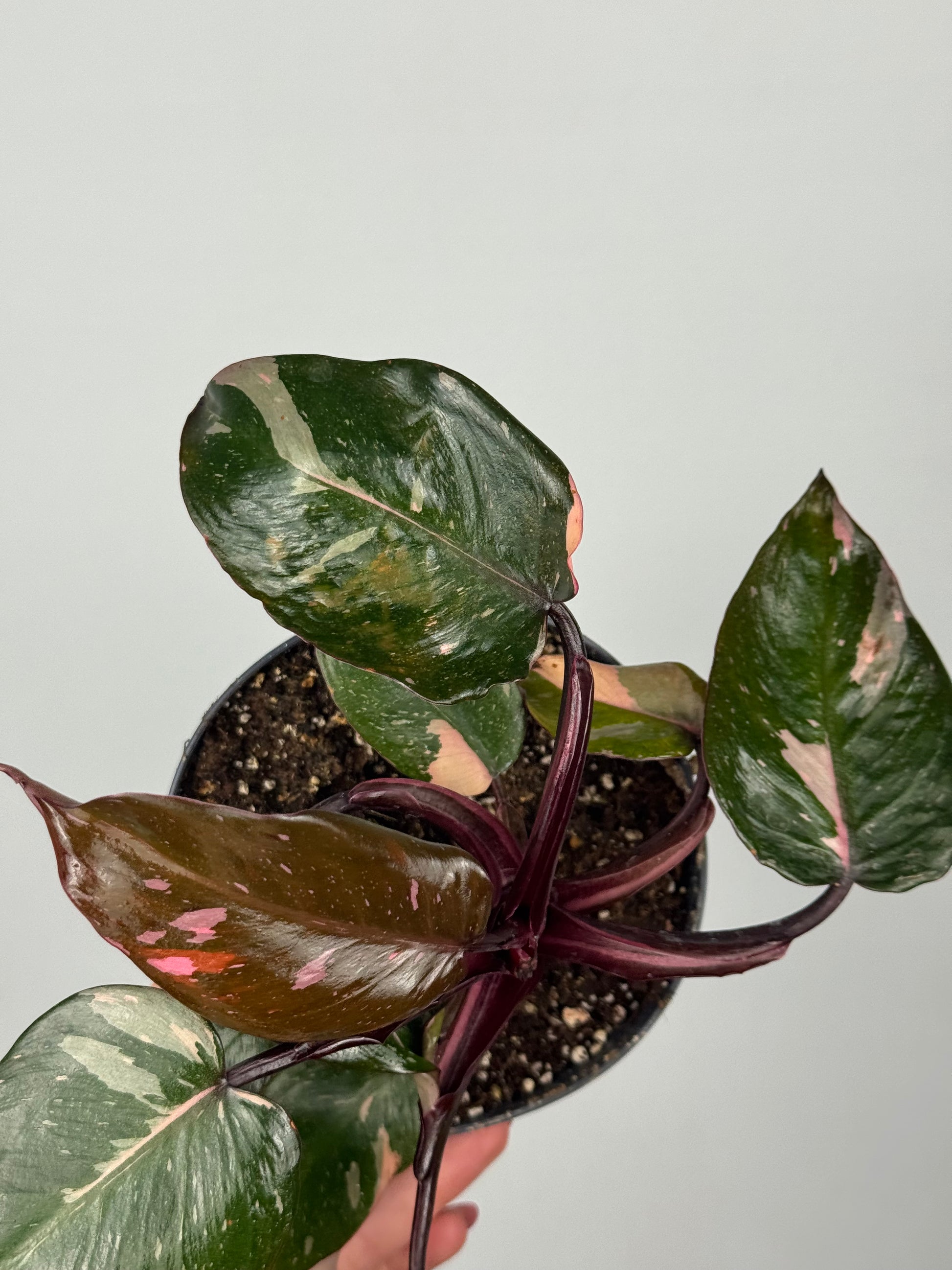 Philodendron Pink Marble | Sami