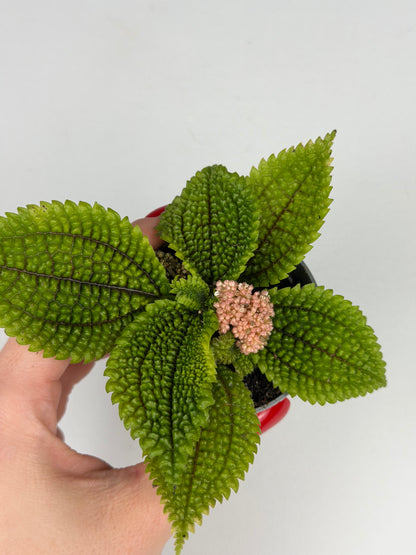 Pilea mollis 'Moon Valley' Pilea Tropical Corner