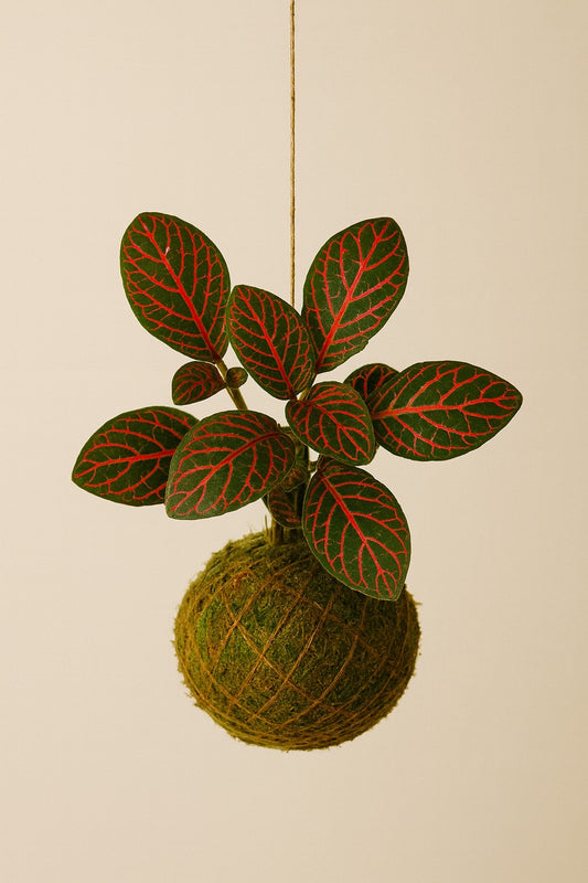 Baby Kokedama | Fittonia Verschaffeltii “Red Star”