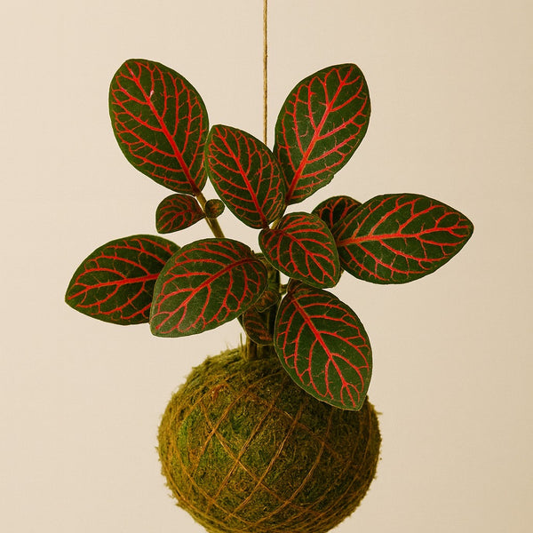 Baby Kokedama | Fittonia verschaffeltii 'Red Star'