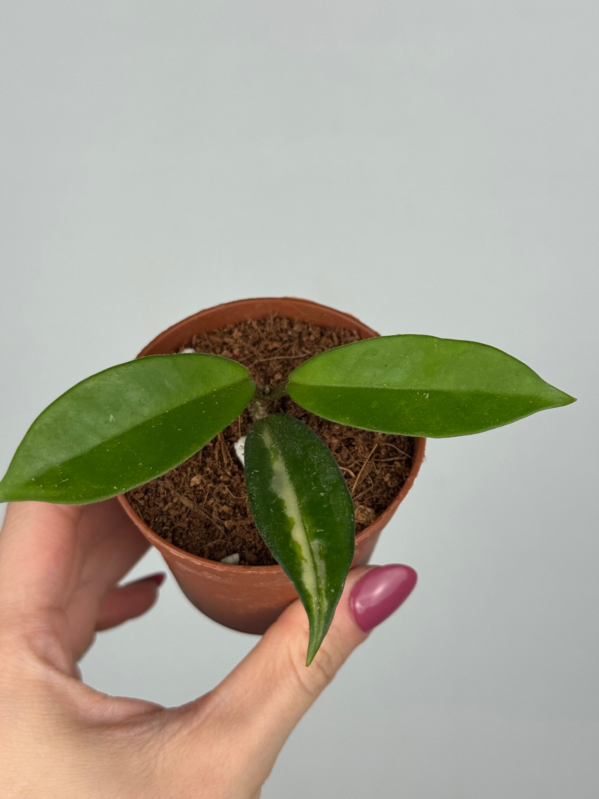 Hoya Tricolor | Tilia
