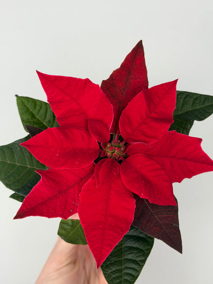 Euphorbia pul. Princettia Red