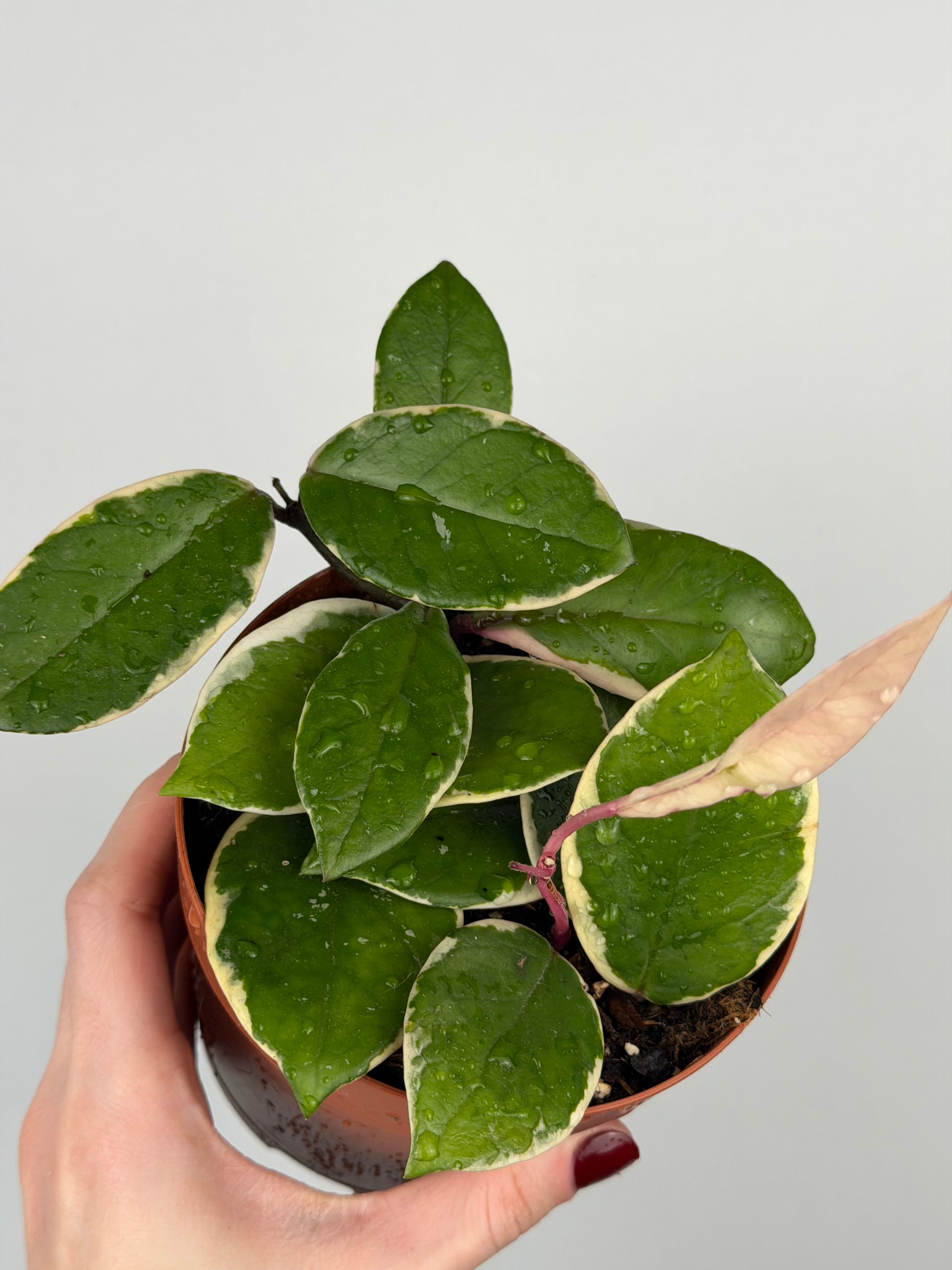 Hoya Flamingo Dream | Sage