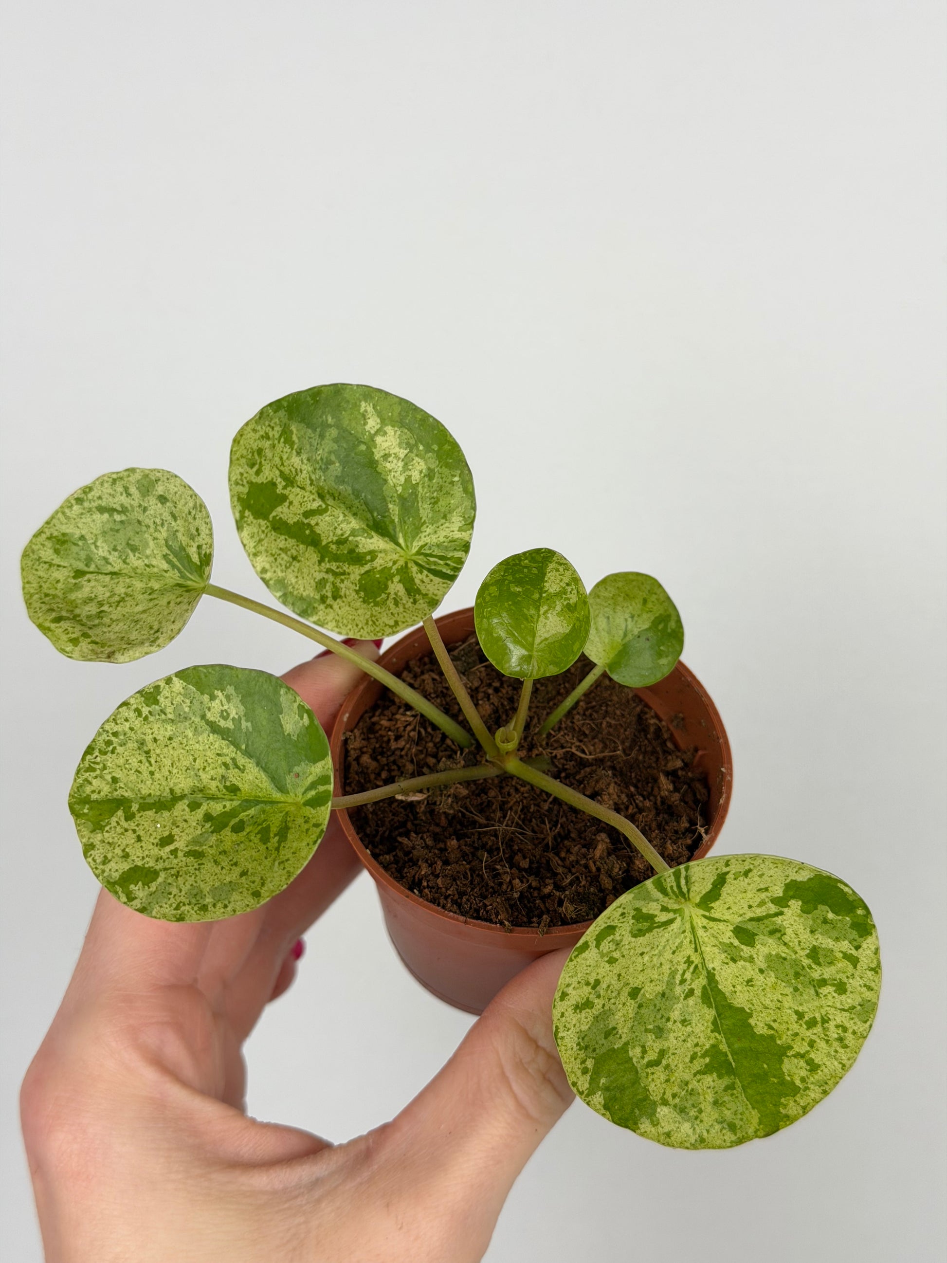Pilea Peperomioides 'Mojito'