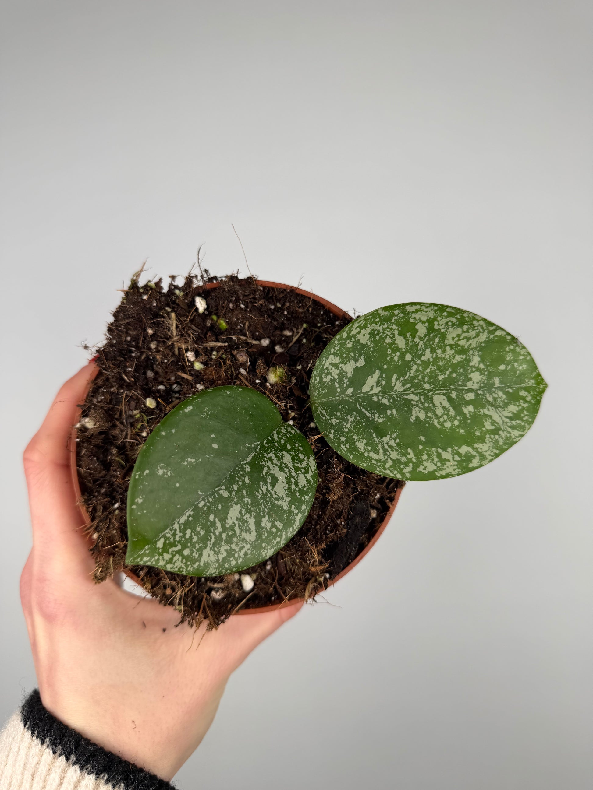 Hoya Parasitica 'Splash' Hoya Tropical Corner