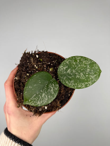 Hoya Parasitica 'Splash' Hoya Tropical Corner