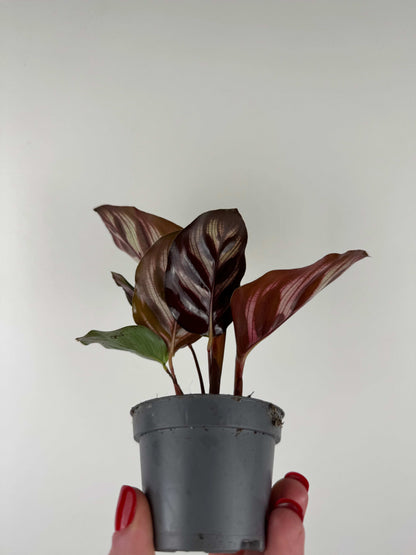 Calathea Makoyana