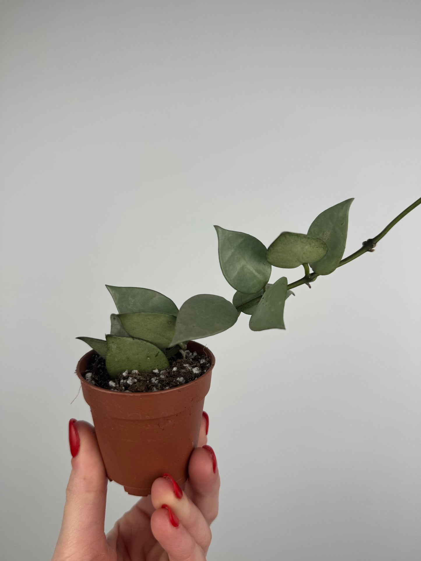 Hoya Krohniana “Eskimo”