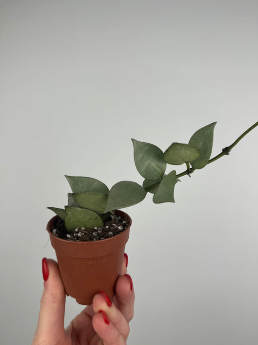 Hoya Krohniana “Eskimo”