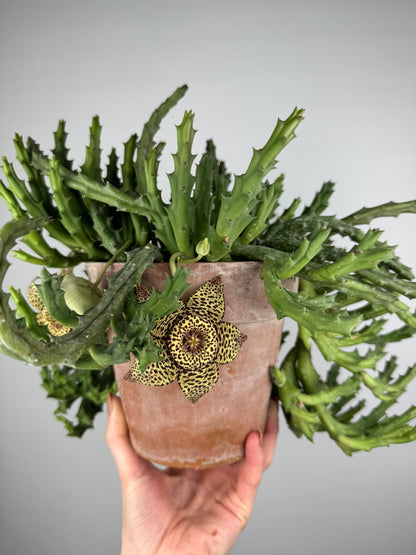 Stapelia Huernia “Variegata”