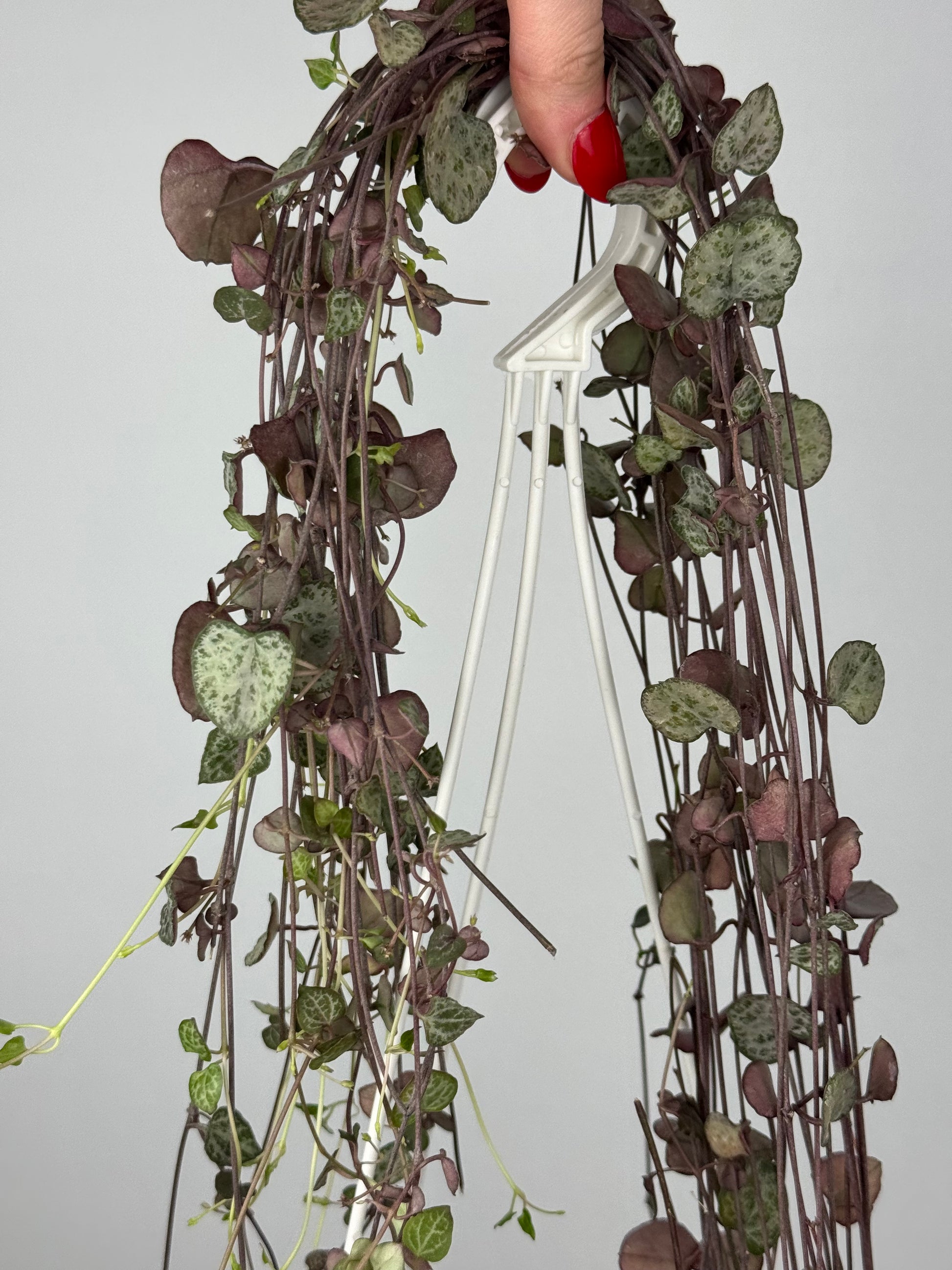 Ceropegia Woodii | Silvie