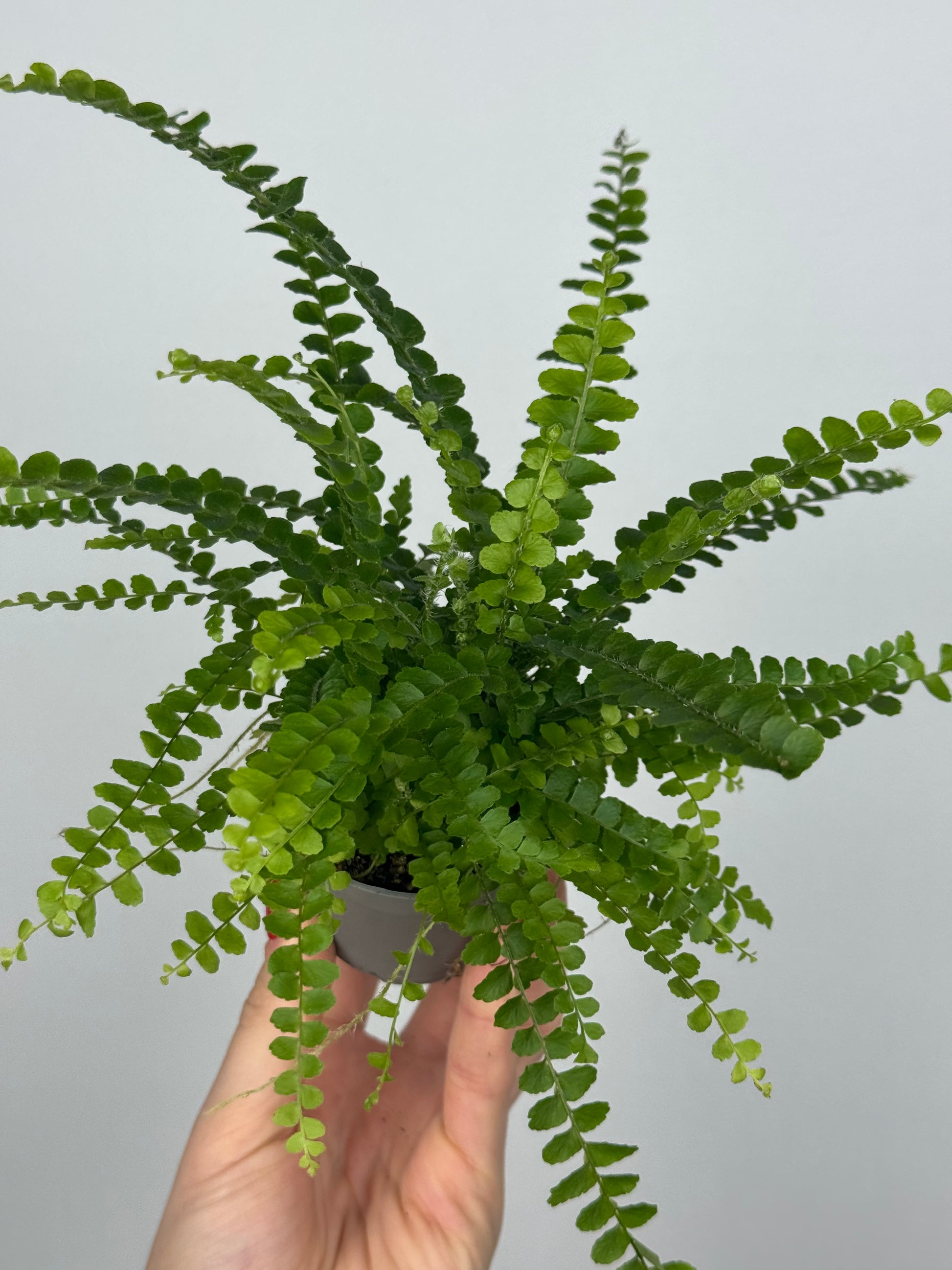 Nephrolepis cordifolia “Duffy”