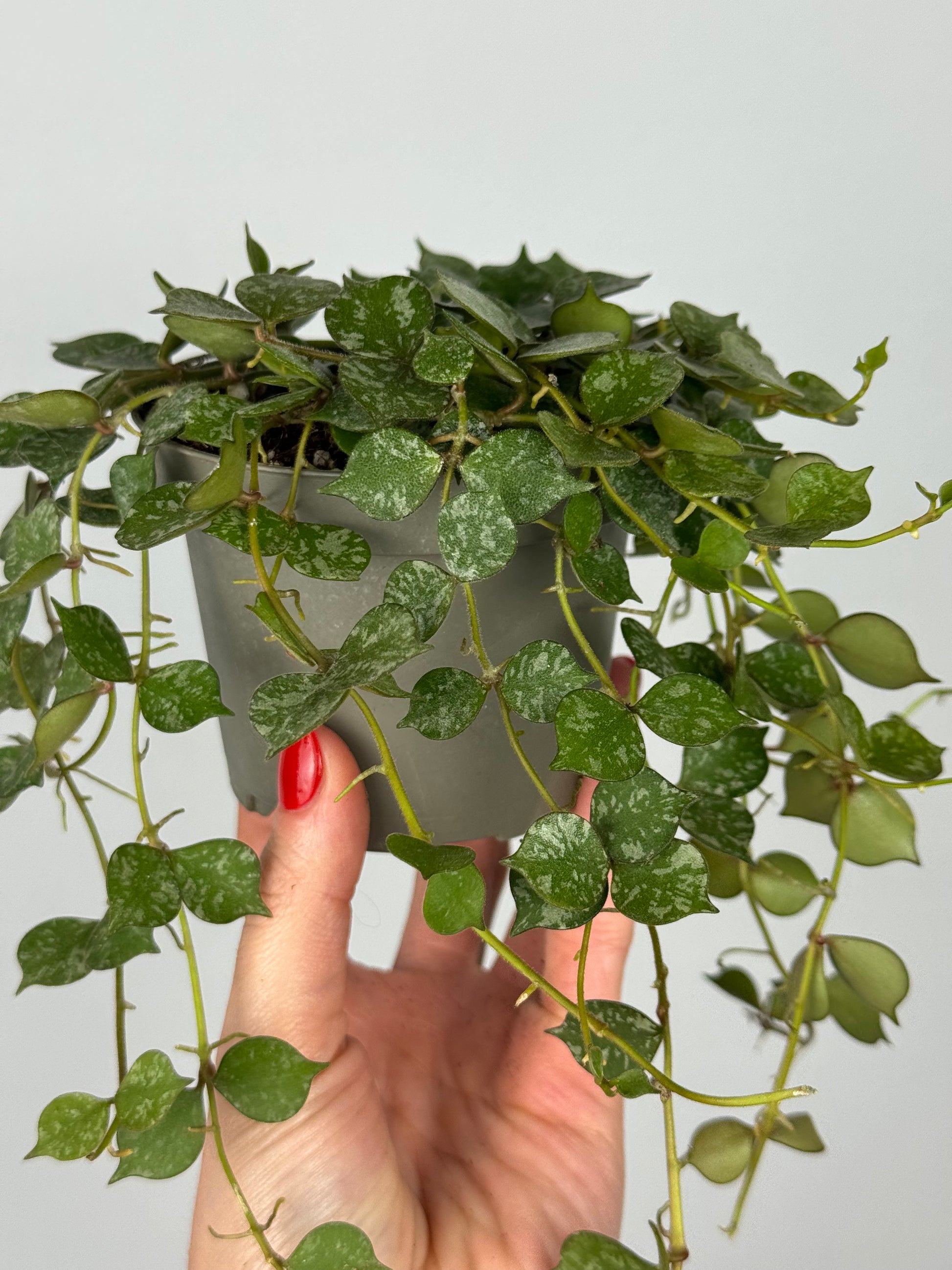 Hoya Curtisii