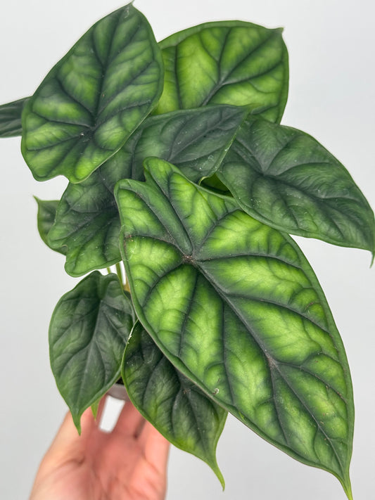 Alocasia Dragon Scale