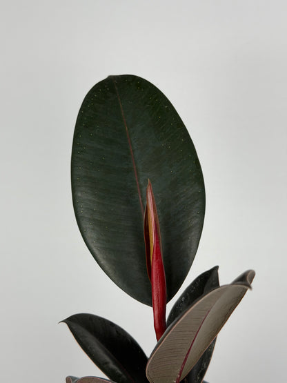 Ficus Elastica “Abidjan”