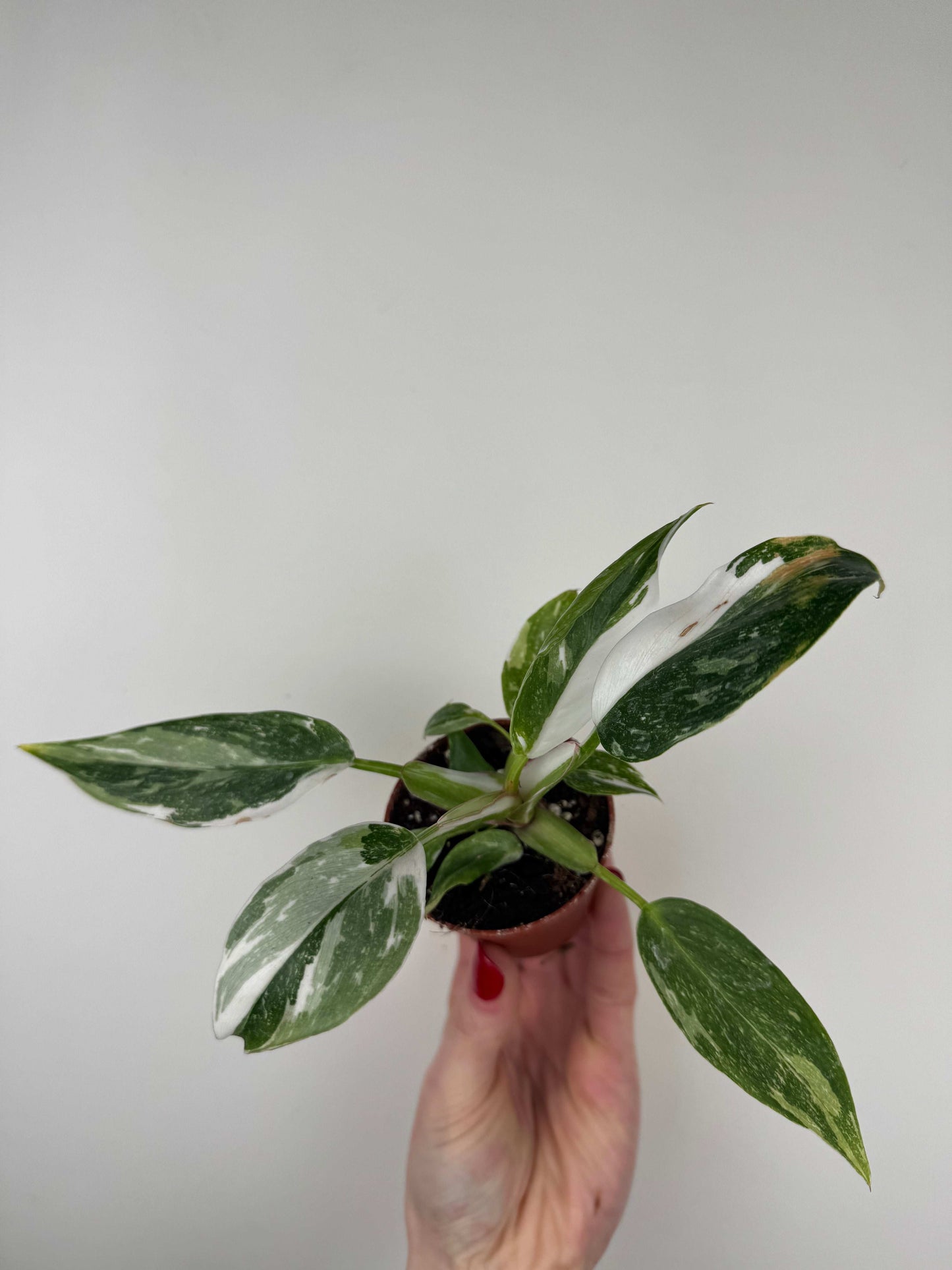 Philodendron "White Princess"