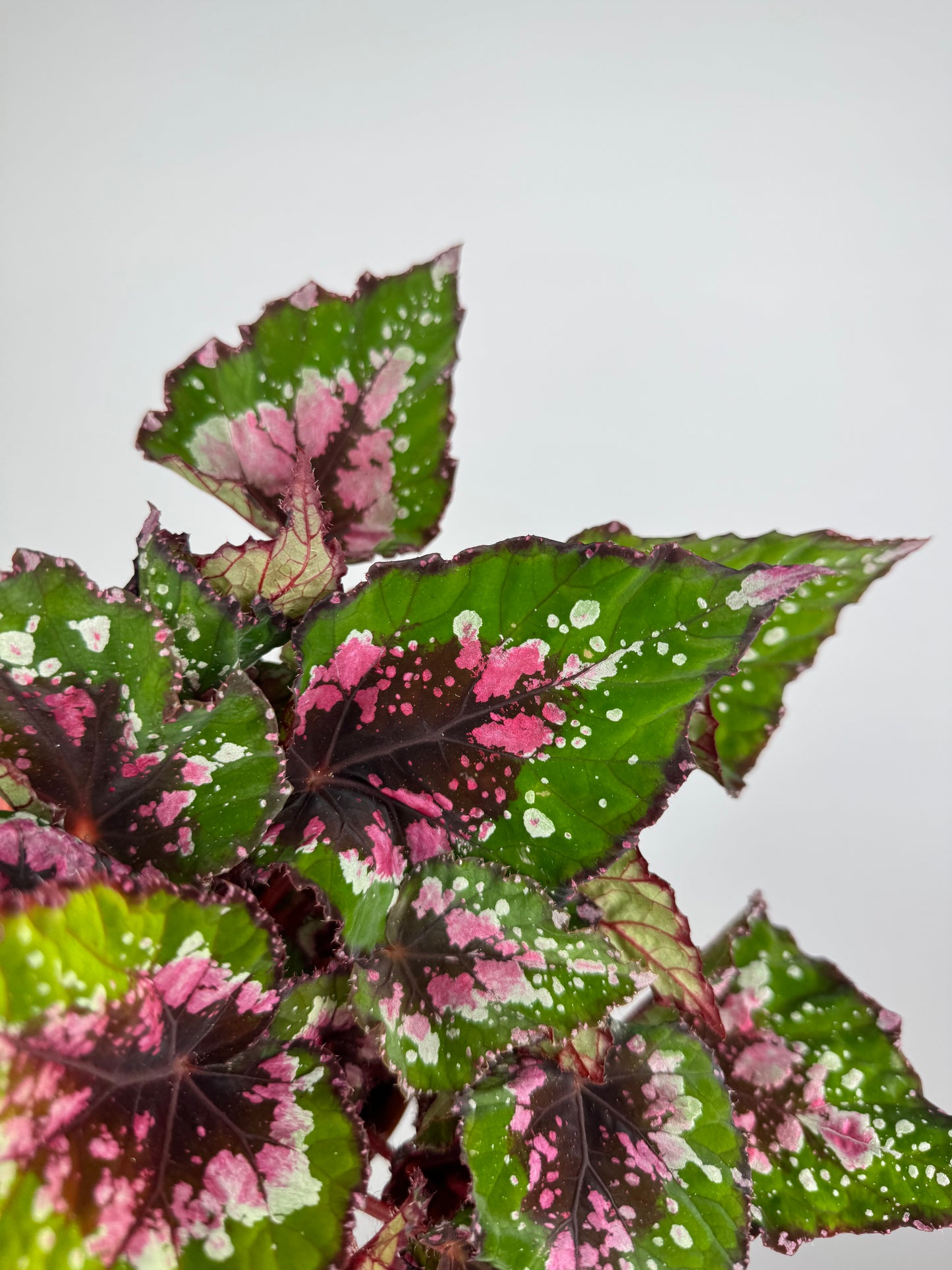 Begonia Rex “Purple Blush”