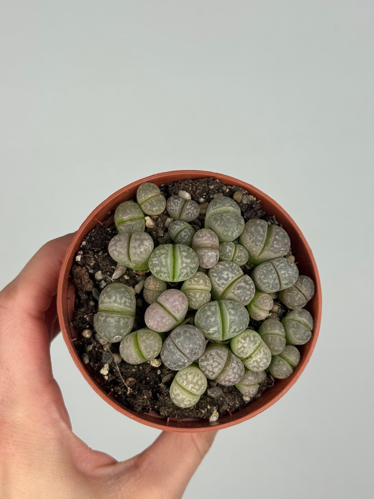 Lithops