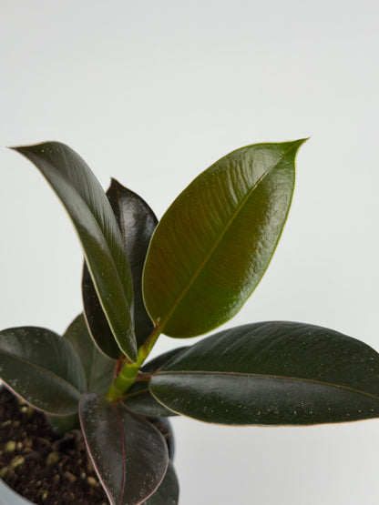 Ficus Elastica 'Melany'