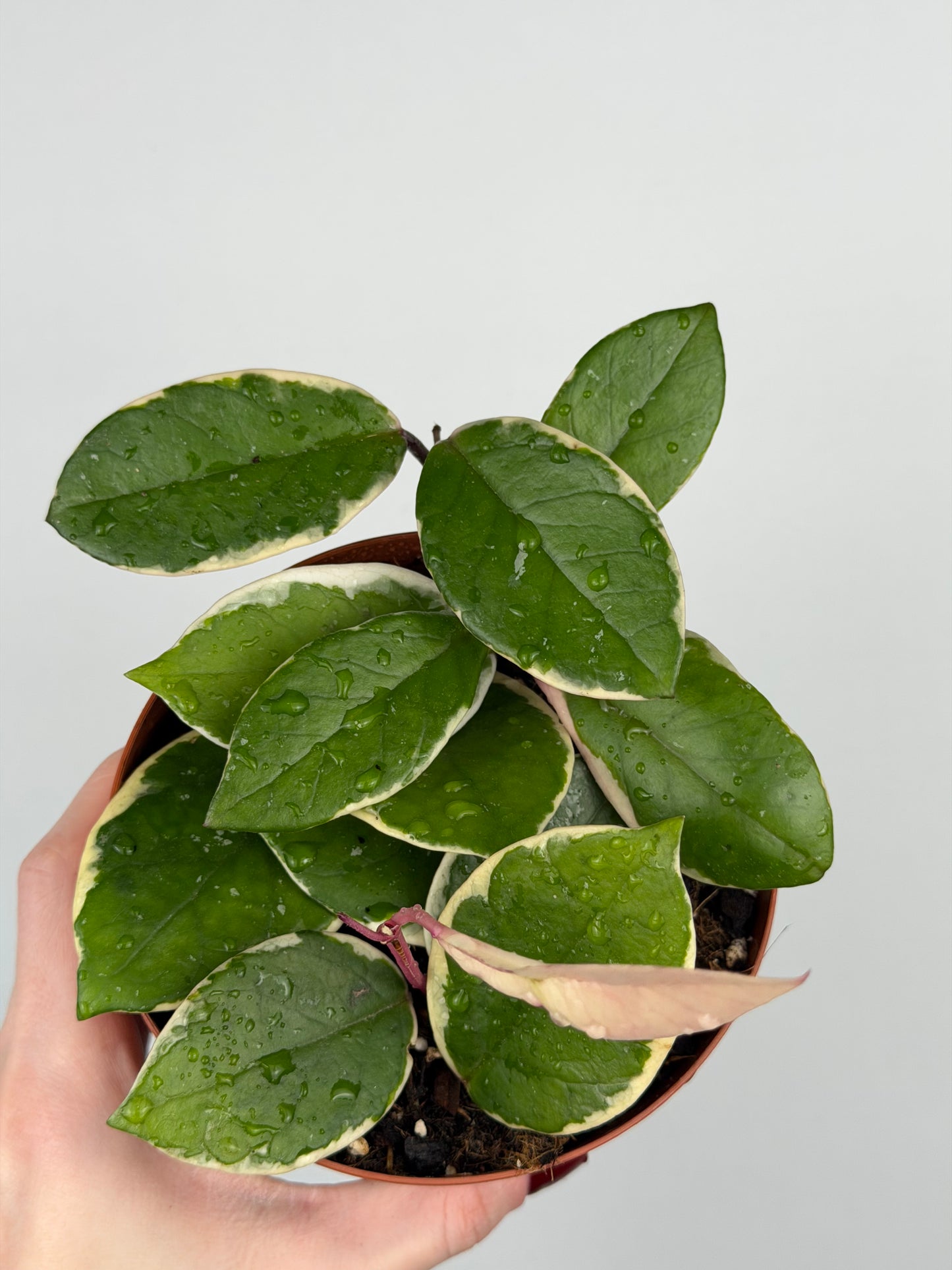 Hoya Flamingo Dream | Sage