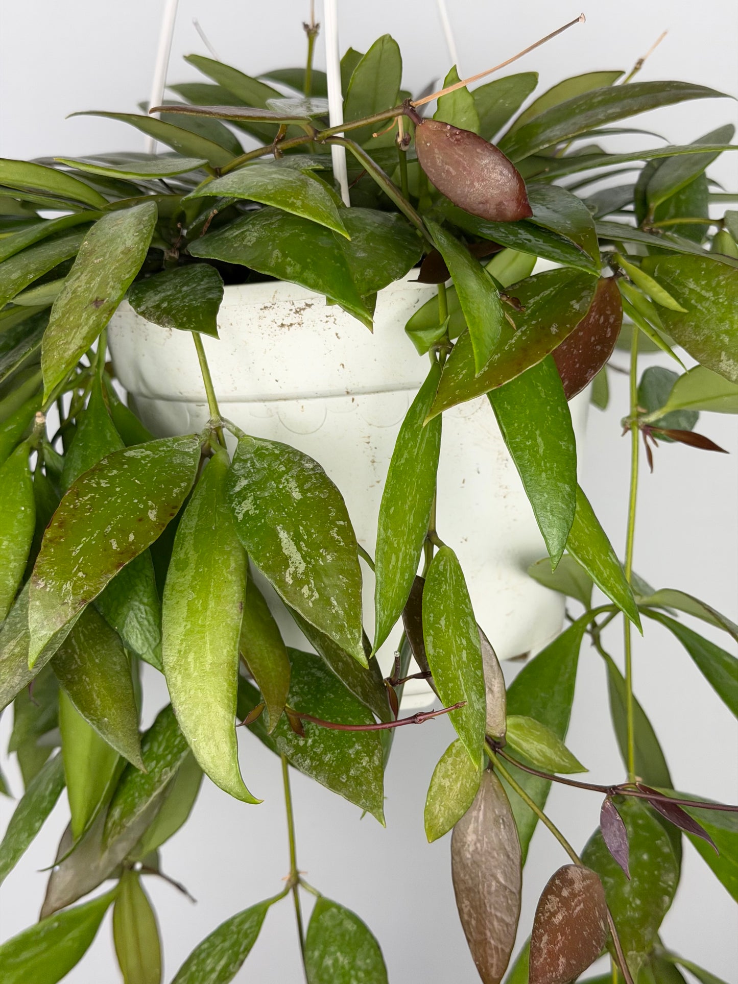 Hoya Memoria Hoya Tropical Corner