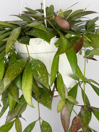 Hoya Memoria Hoya Tropical Corner