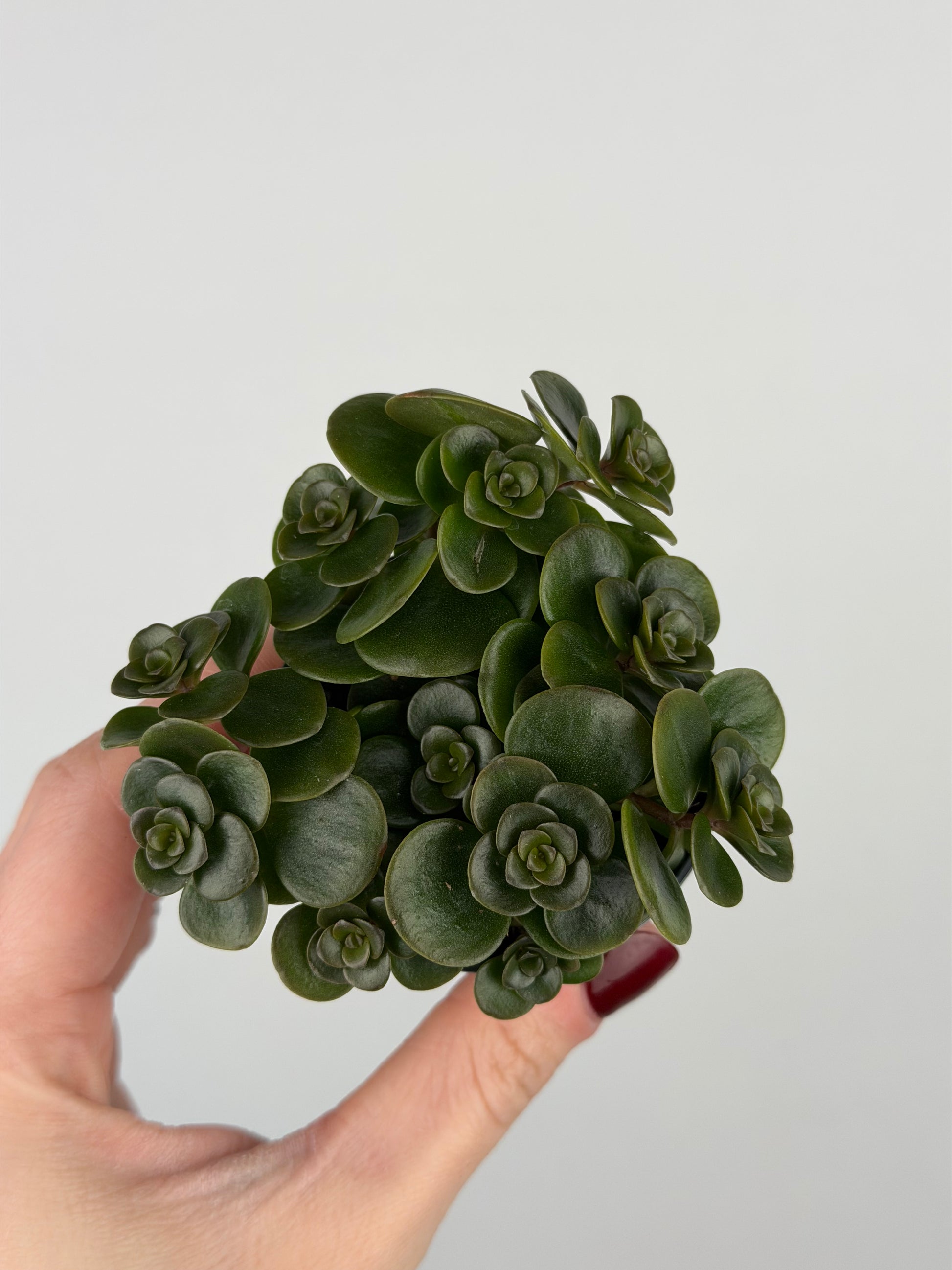 Sedum makinoi 'Tornado'