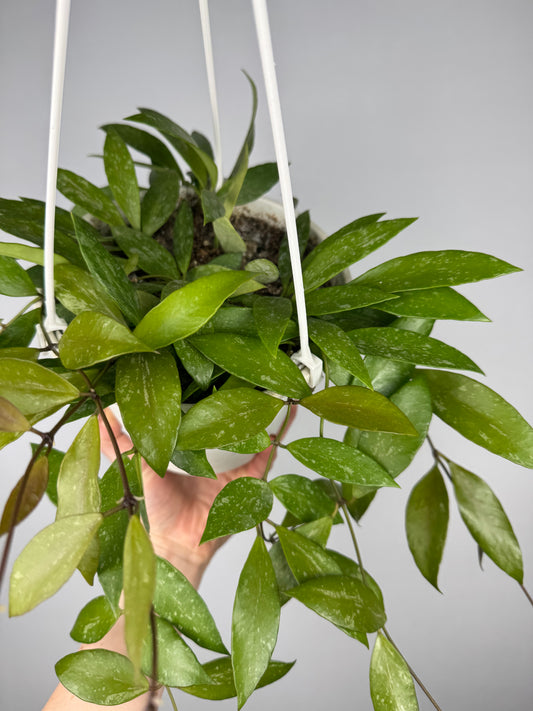 Hoya Gracilis