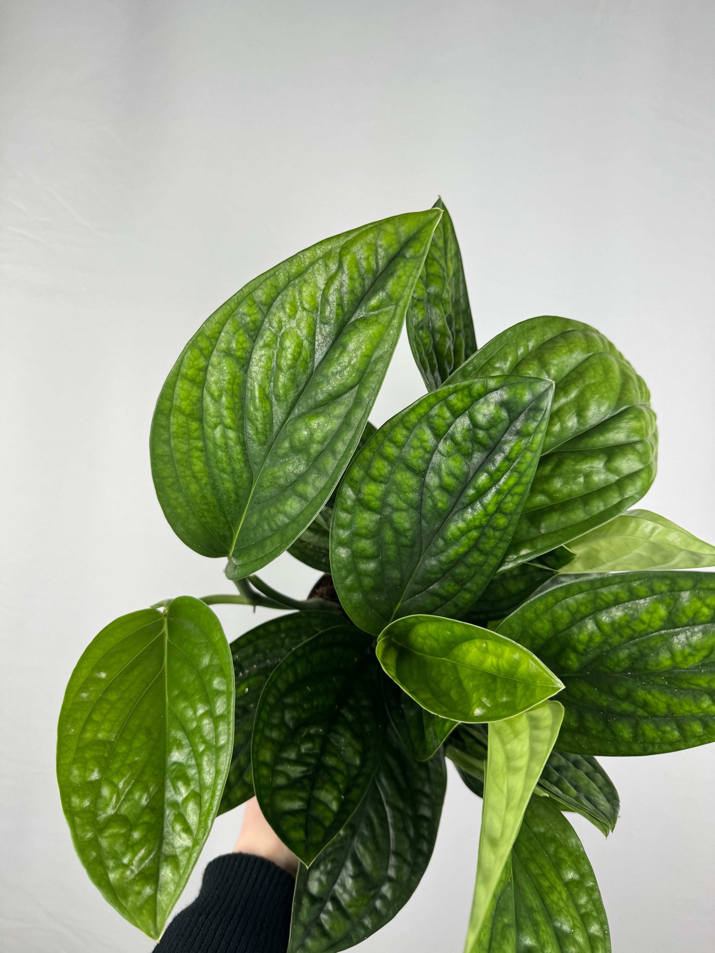 marble planet pothos Epipremnum pinnatum “Marble Planet” – Tropical Corner