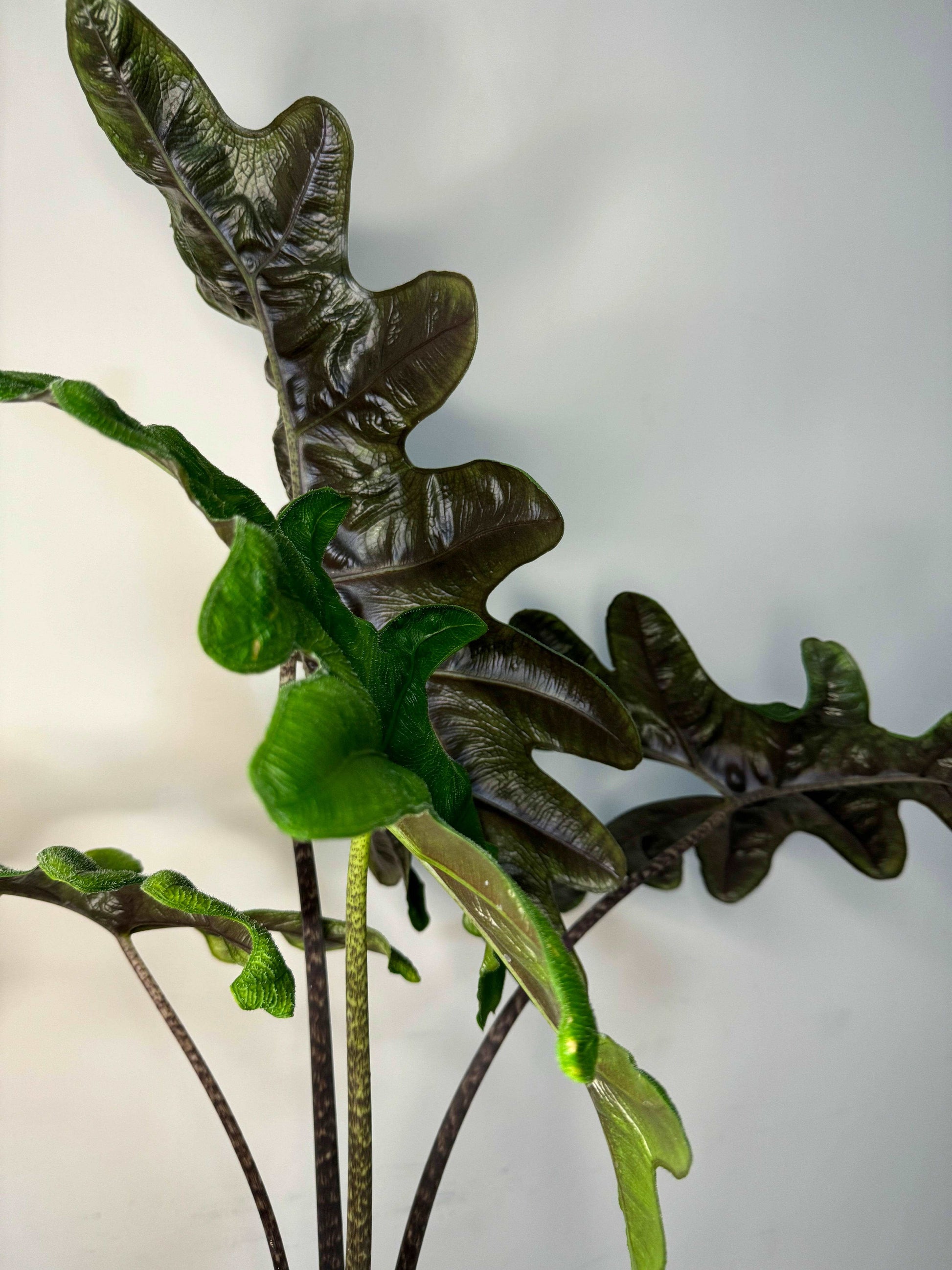 Alocasia Jacklyn