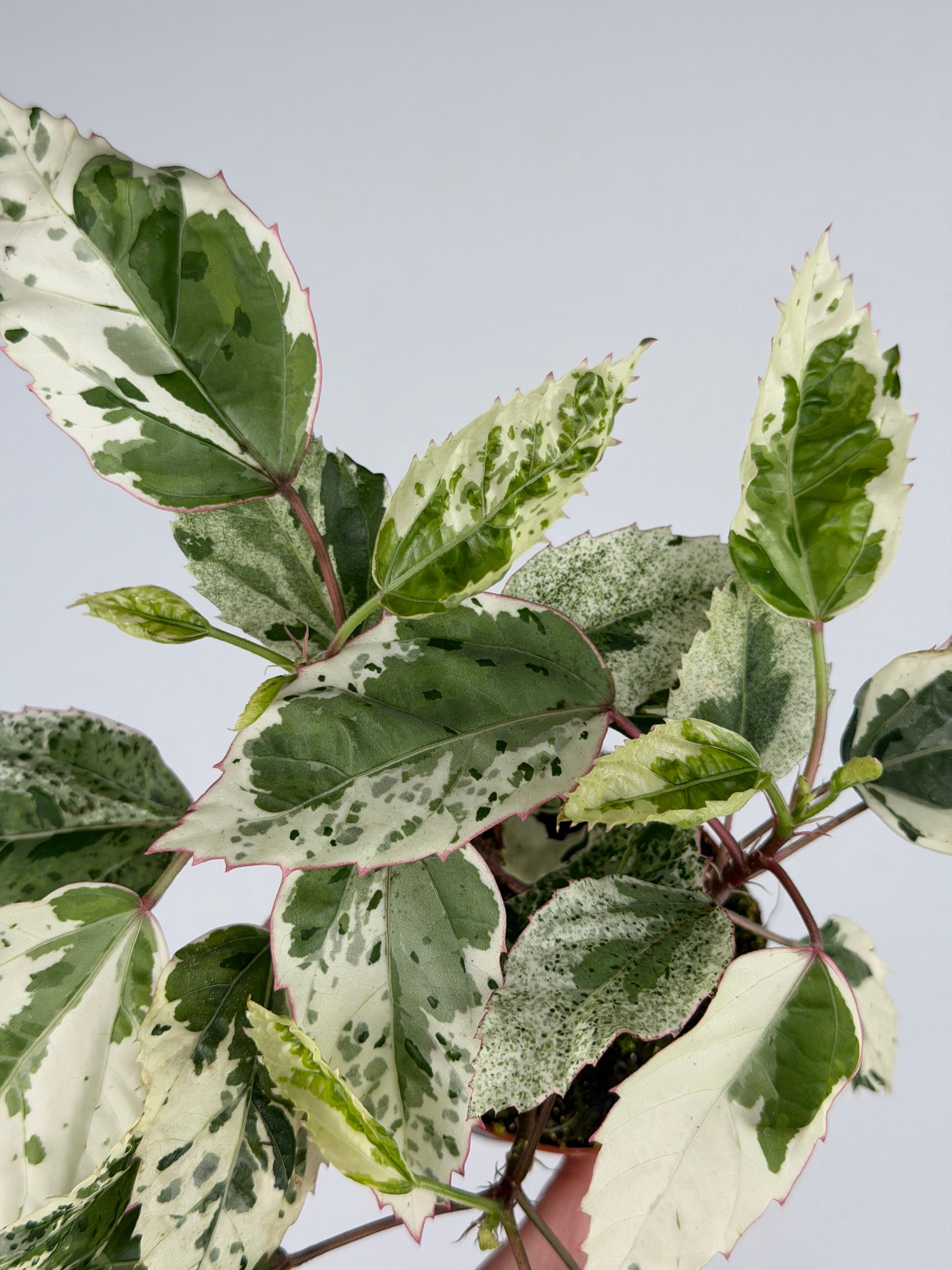 Hibiscus rosa-sinensis 'Variegata' Hibiscus Tropical Corner