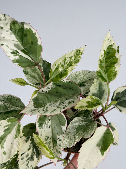 Hibiscus rosa-sinensis 'Variegata' Hibiscus Tropical Corner