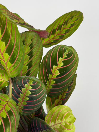 Maranta Leuconeura 'Fascinator'