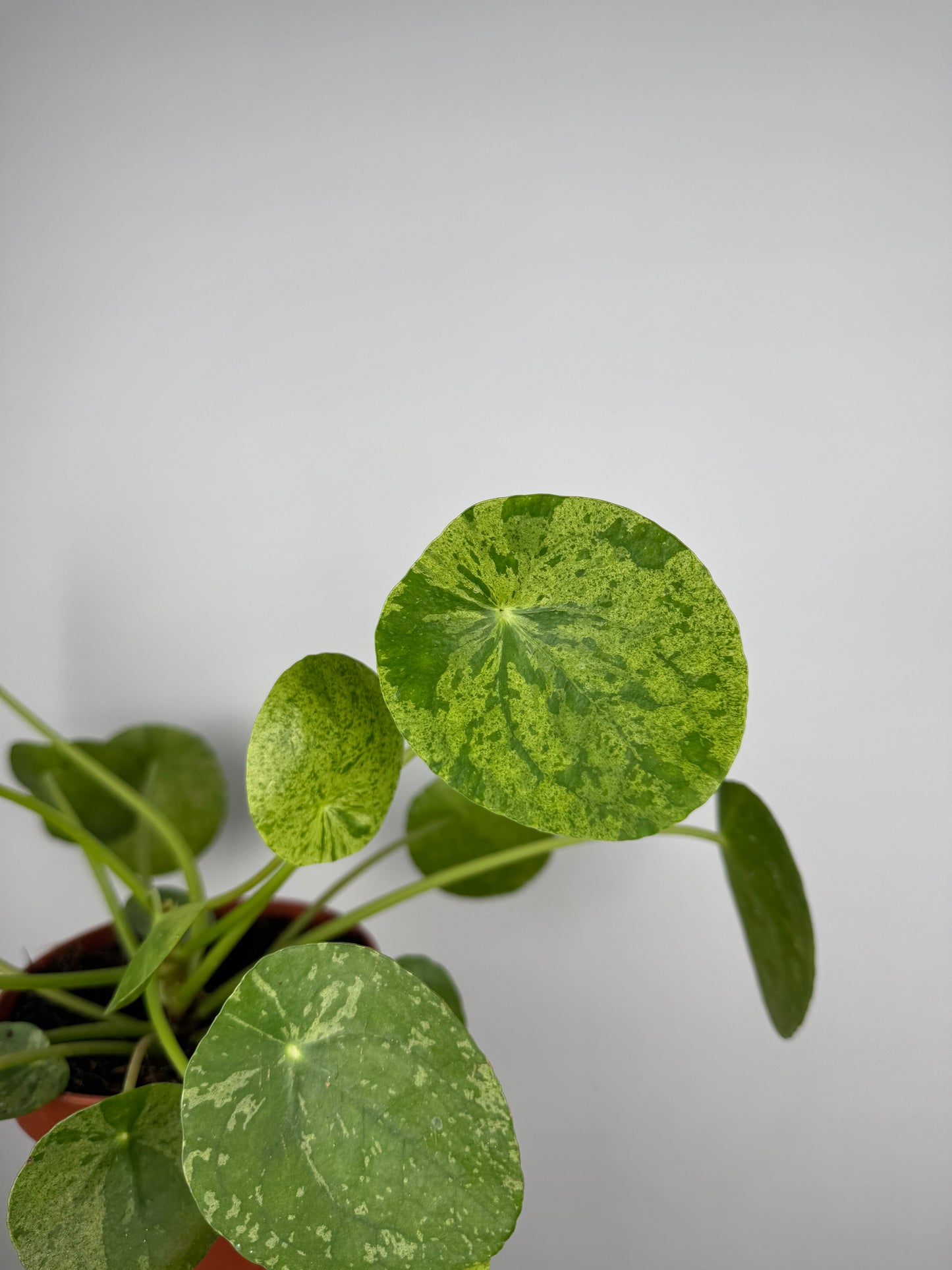 Pilea Peperomioides “Mojito”