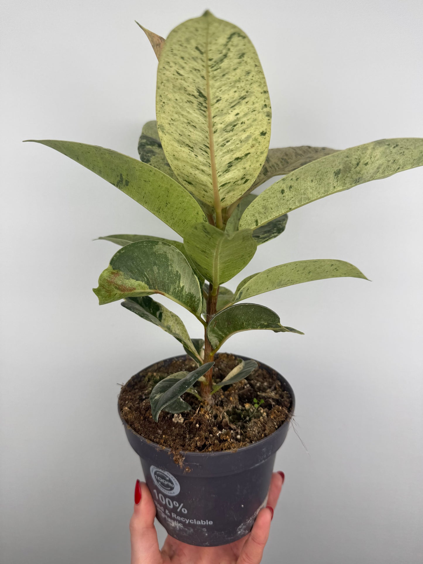 Ficus Shivereana Moonshine